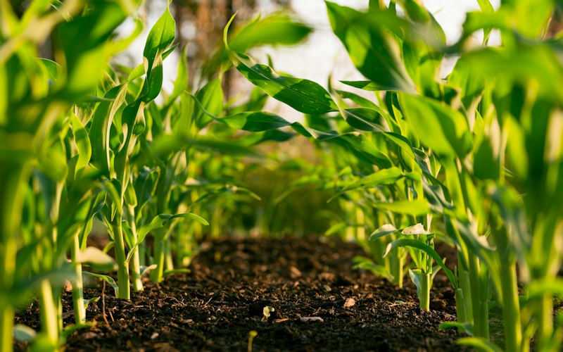 Agronegozio e macchine agricole
